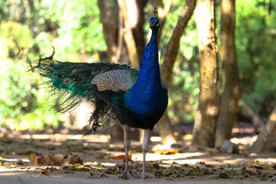 Peacock on a field