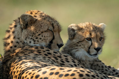 Close-up of two cats