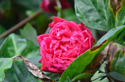 Close-up of pink rose