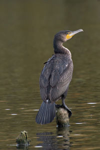 Bird perching on a lake
