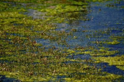 Reflection of grass in water