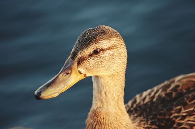 Close-up of a duck
