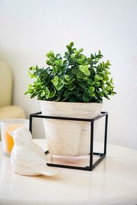 Close-up of potted plant on table at home