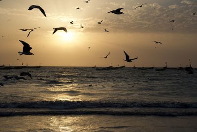 Flock of birds flying over sea in sunset