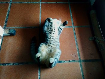 High angle view of cat by wall