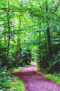 Footpath in forest