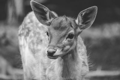 Portrait of fawn