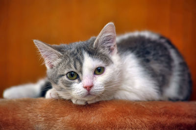 Close-up portrait of a cat