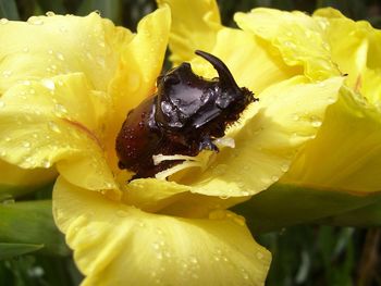 Close-up of beetle in wet yellow flower