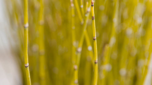 Close-up of yellow flowering plant