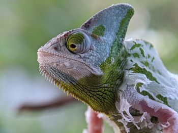 Iguana Reptile