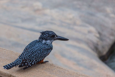 Close-up giant kingfisher looking for prey