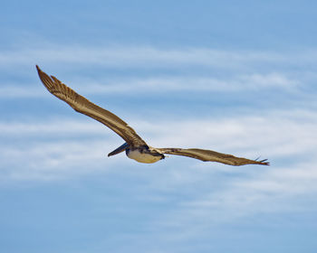 Low angle view of eagle flying in sky