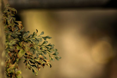 Close-up of plant