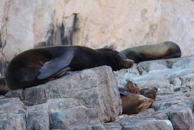 High angle view of sea lion on rock