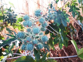 Close-up of plant growing on field