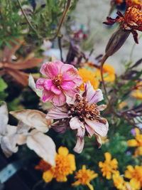 Close-up of pink flowers blooming outdoors