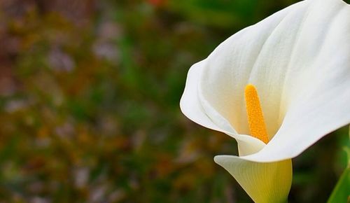 Close-up of white flowers blooming outdoors