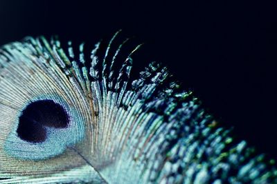 Close-up of peacock against black background