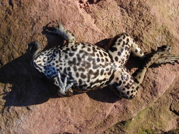 High angle view of tiger on sand