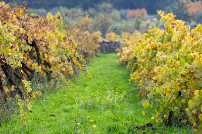 Yellow leaves vineyard in autumn with green fresh grass under the rain