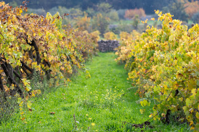 View of yellow flowers growing in field