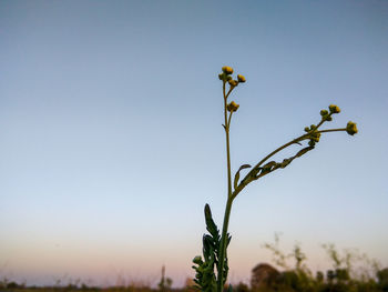 Low angle view of flowering plant against clear sky