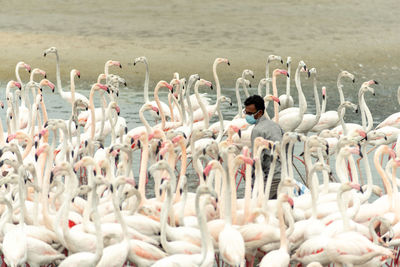 High angle view of birds on land