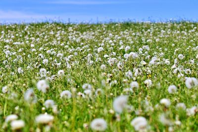 Close-up of white flowering plants on field against sky