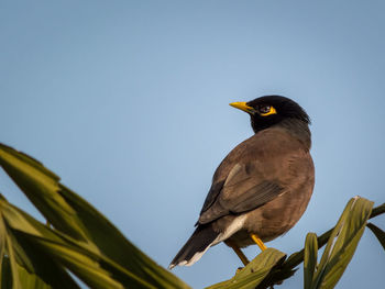 Low angle view of bird perching on plant against sky