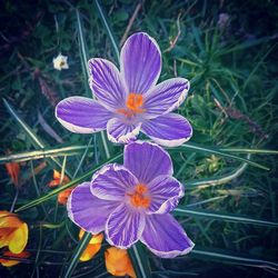 Close-up of purple flowers blooming outdoors