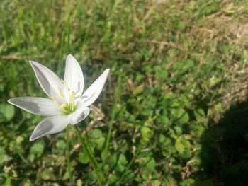 Close-up of white flowers blooming outdoors