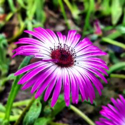 Close-up of purple coneflower blooming outdoors