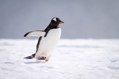 Gentoo penguin walks across snow extending flipper