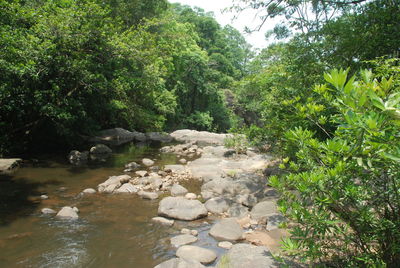 Scenic view of forest