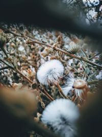 Close-up of white flowering plant