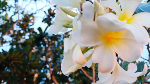 Close-up of fresh flowers blooming in park