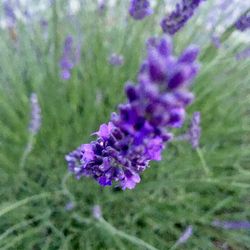 Close-up of purple flowers blooming on field