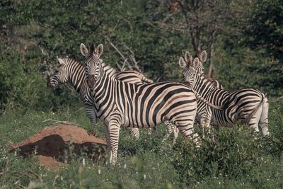 Zebras standing in a sunlight