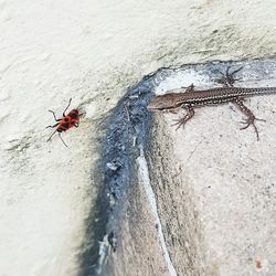 High angle view of ant on wall