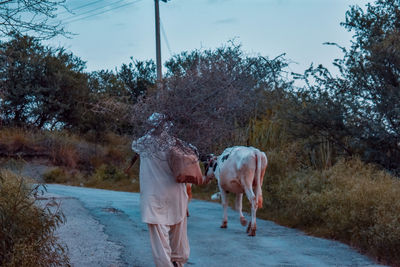 Rear view of horse walking on road