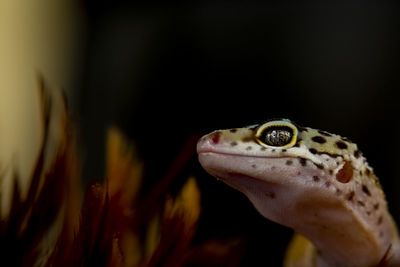 Close-up of a turtle looking away