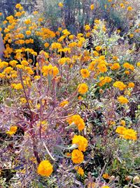 High angle view of yellow flowering plants on field