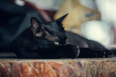 Close-up of cat resting