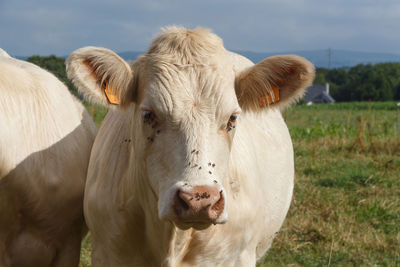 Portrait of cow on field