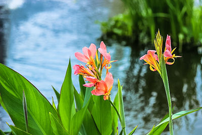 Close-up of red flower
