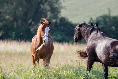 Horses in a field