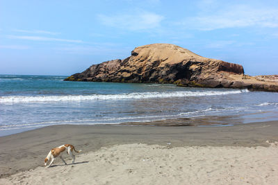 View of a dog on beach