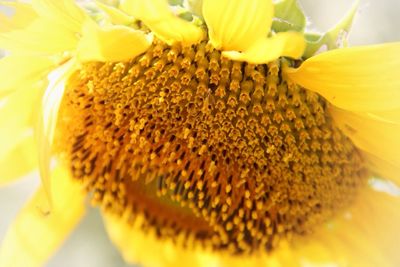 Macro shot of yellow flower
