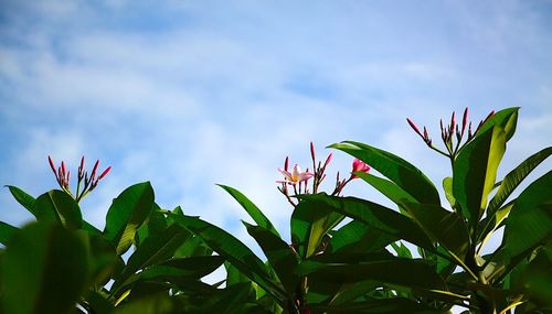 Low angle view of flowers blooming against sky